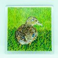 Mallard Duck Coaster Original Pen & Coloured Pencil by Alison Perkins 9 x 9cm