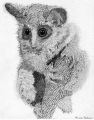 Bush Baby Study