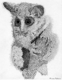Bush Baby Study