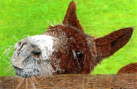 Cheeky Donkey
