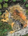 Fox Squirrel