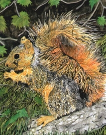 Fox Squirrel