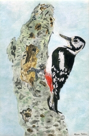 Greater Spotted Woodpecker