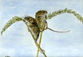 Harvest Mice
