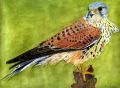 Common Kestrel