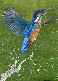 Kingfisher