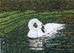 Preening Swan
