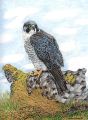 Peregrine Falcon