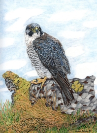 Peregrine Falcon