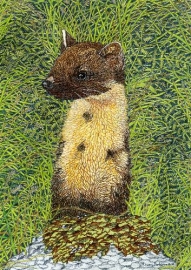 Pine Marten