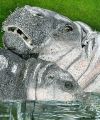 Pygmy Hippos