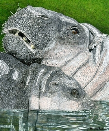 Pygmy Hippos