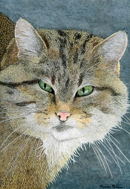 European Wild Cat