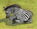 Zebra Foal
