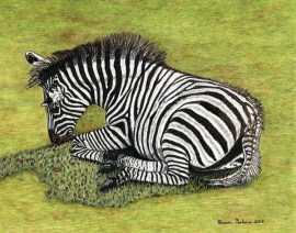Zebra Foal